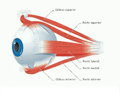 CUERPO HUMANO: DIBUJO DEL OJO HUMANO Y SUS PARTES