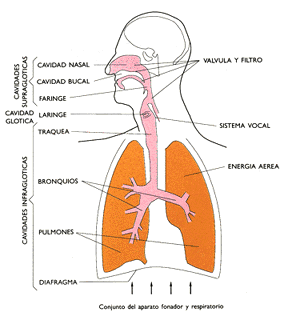 CUERPO HUMANO: DIBUJOS DEL APARATO FONADOR