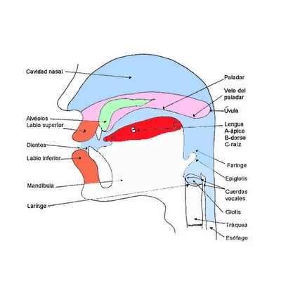 CUERPO HUMANO: DIBUJOS DEL APARATO FONADOR