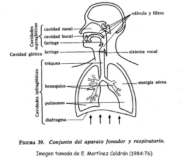 CUERPO HUMANO: DIBUJOS DEL APARATO FONADOR