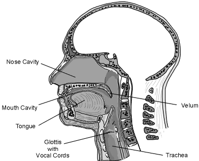 CUERPO HUMANO: DIBUJOS DEL APARATO FONADOR