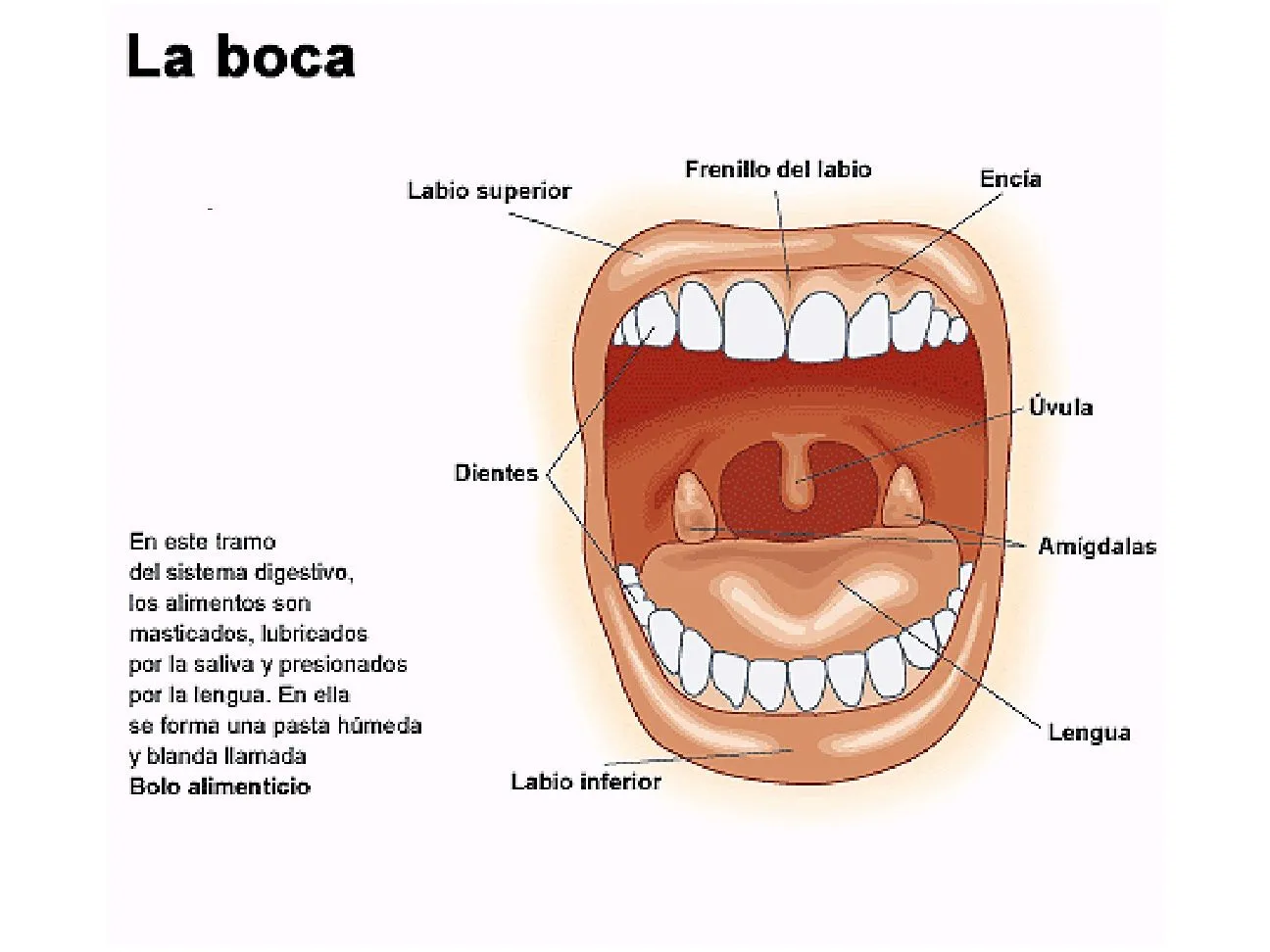 EL CUERPO HUMANO: DIBUJOS DE LA BOCA Y SUS PARTES