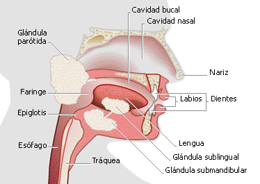 EL CUERPO HUMANO: DIBUJOS DE LA BOCA Y SUS PARTES