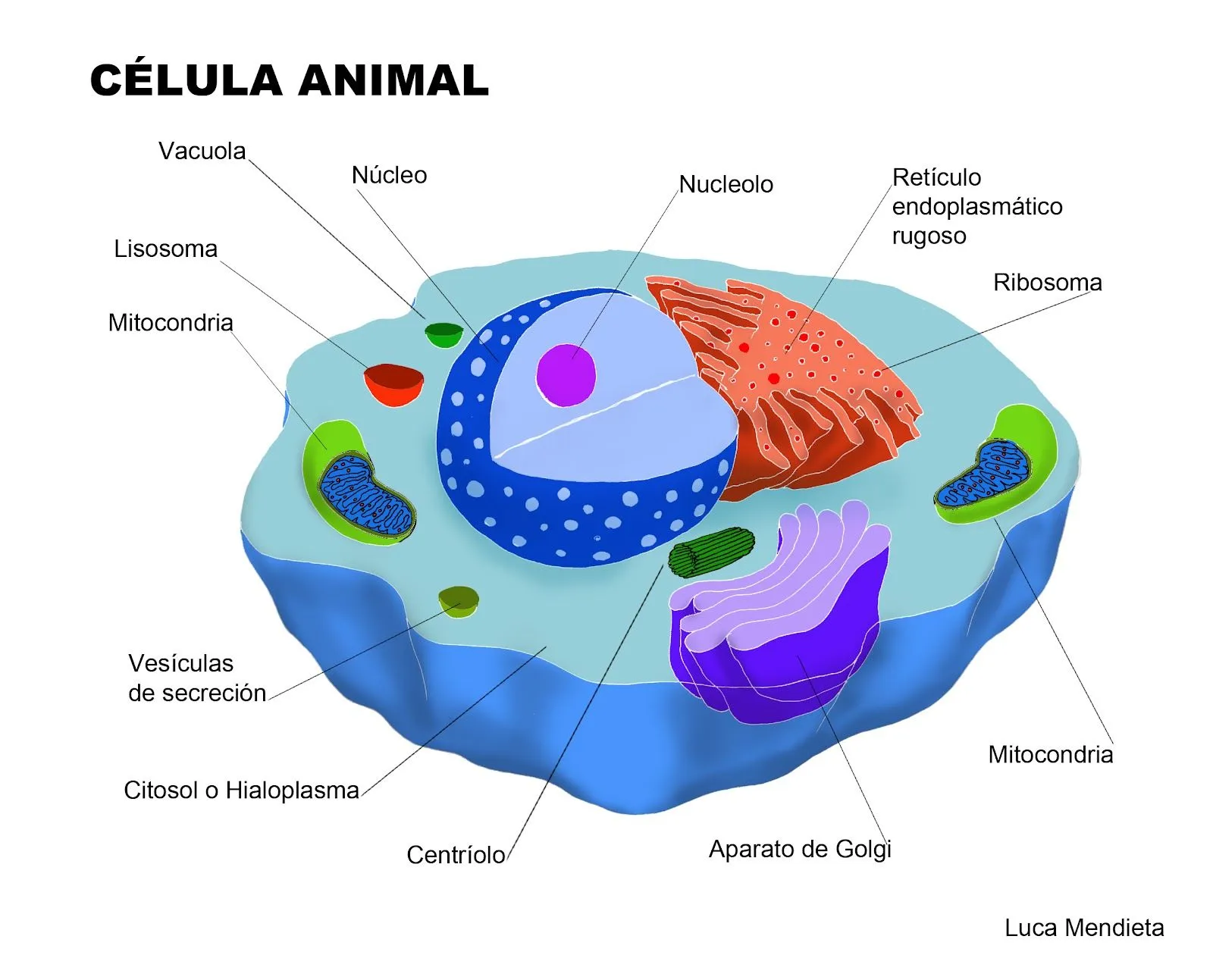 Cuerpo Humano: DIBUJOS DE LA CELULA ANIMAL Y SUS PARTES