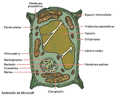 CUERPO HUMANO: DIBUJOS DE LA CELULA VEGETAL Y SUS PARTES