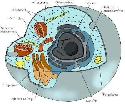 CUERPO HUMANO: DIBUJOS DE LA CELULA VEGETAL Y SUS PARTES