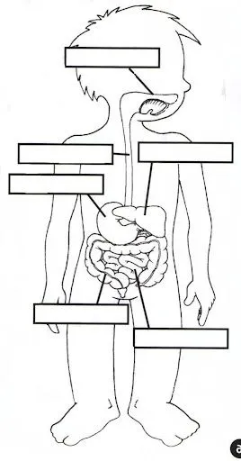 CUERPO HUMANO: DIBUJOS PARA COMPLETAR Y COLOREAR