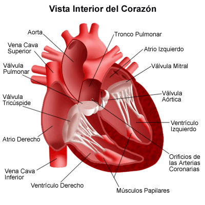 CUERPO HUMANO: DIBUJOS DEL CORAZON