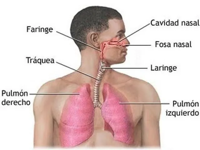 CUERPO HUMANO: DIBUJOS DEL SISTEMA RESPIRATORIO