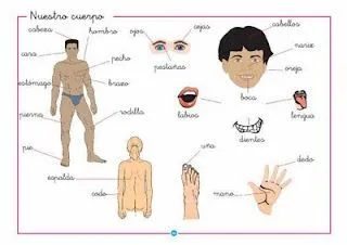 El cuerpo humano: Partes del cuerpo