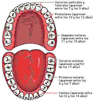 CUERPO HUMANO: LOS DIENTES