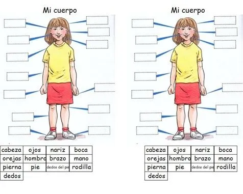 el cuerpo humano. * excellent quiz! * | Span Vocab_DAILY ROUTINE, bod…