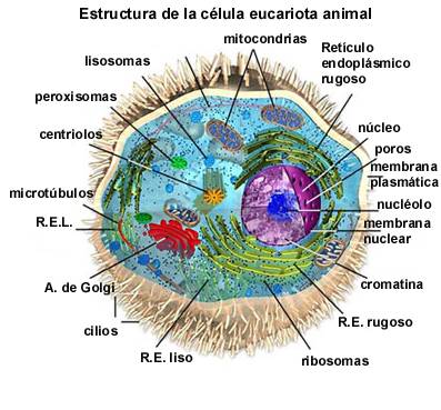 cuerpo humano: ESTRUCTURA DE LA CELULA EUCARIOTA ANIMAL