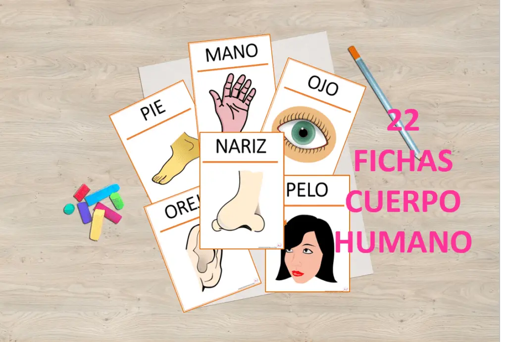 Cuerpo humano. Fichas y tarjetas para imprimir. - Aprendiendo con Julia