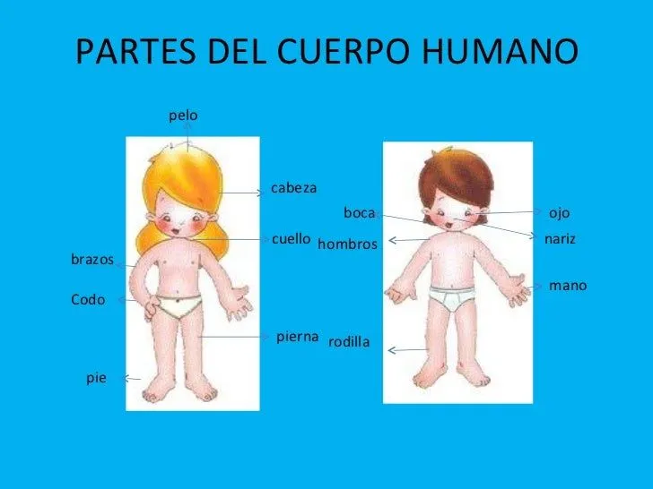 El cuerpo humano por Genoveva Barragan