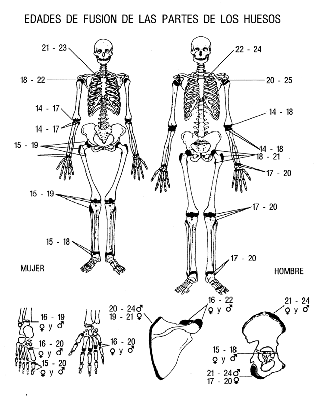 CUERPO HUMANO HUESOS Colouring Pages