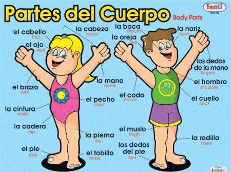 Un cuerpo humano en inglés - Imagui