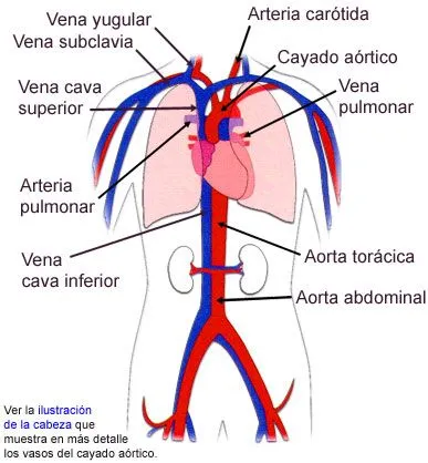 El Cuerpo Humano - Monografias.