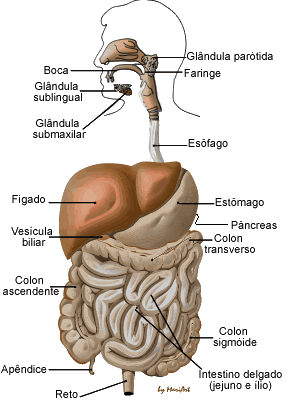 El Cuerpo humano - Monografias.