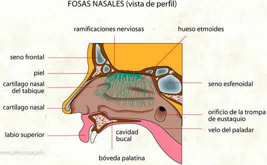 El Cuerpo Humano: nariz