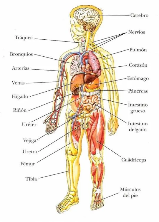 EL CUERPO HUMANO | Nellystella5048's Blog