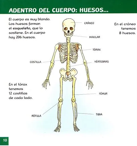 El cuerpo humano para niños | Para los peques de la casa.