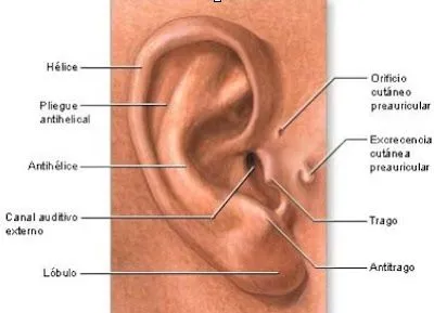 CUERPO HUMANO: EL OIDO Y SUS PARTES