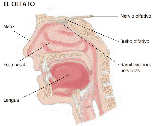 El Cuerpo Humano: olfato