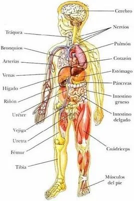 El cuerpo humano y sus partes