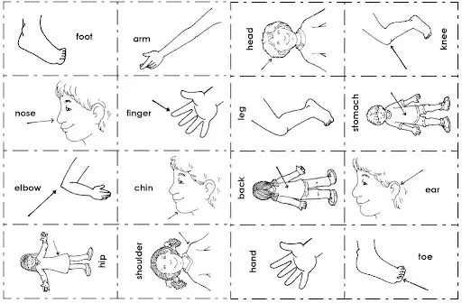 EL CUERPO HUMANO PARTES DEL CUERPO FICHAS PARA NIÑOS INGLES ...