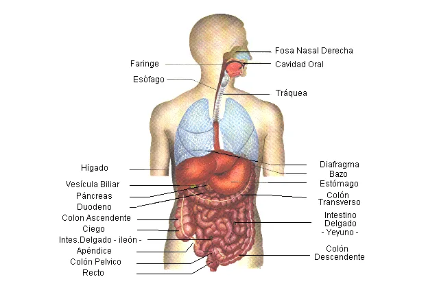 Cuerpo Humano: Partes del cuerpo humano