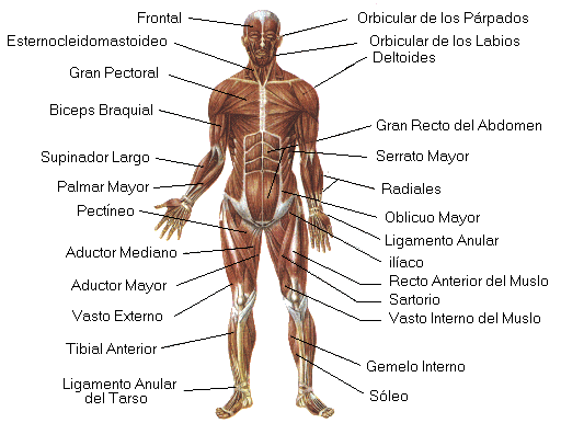 Cuerpo humano y sus partes en español - Imagui