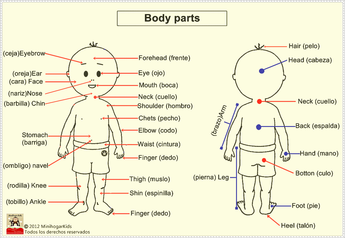 Partes del cuerpo humano en ingles y español - Imagui