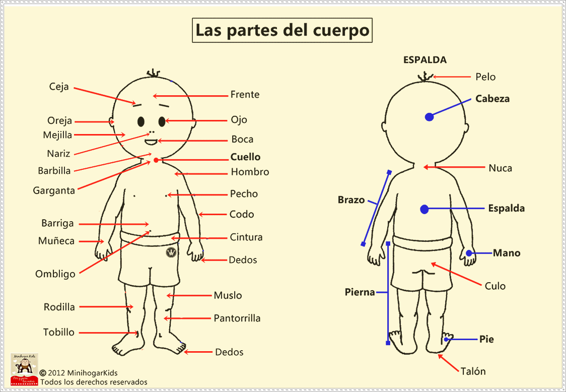 Cuerpo humano con todas sus partes en inglés - Imagui