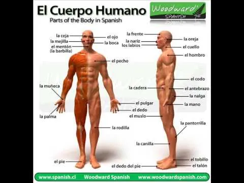 el cuerpo humano y sus partes - YouTube