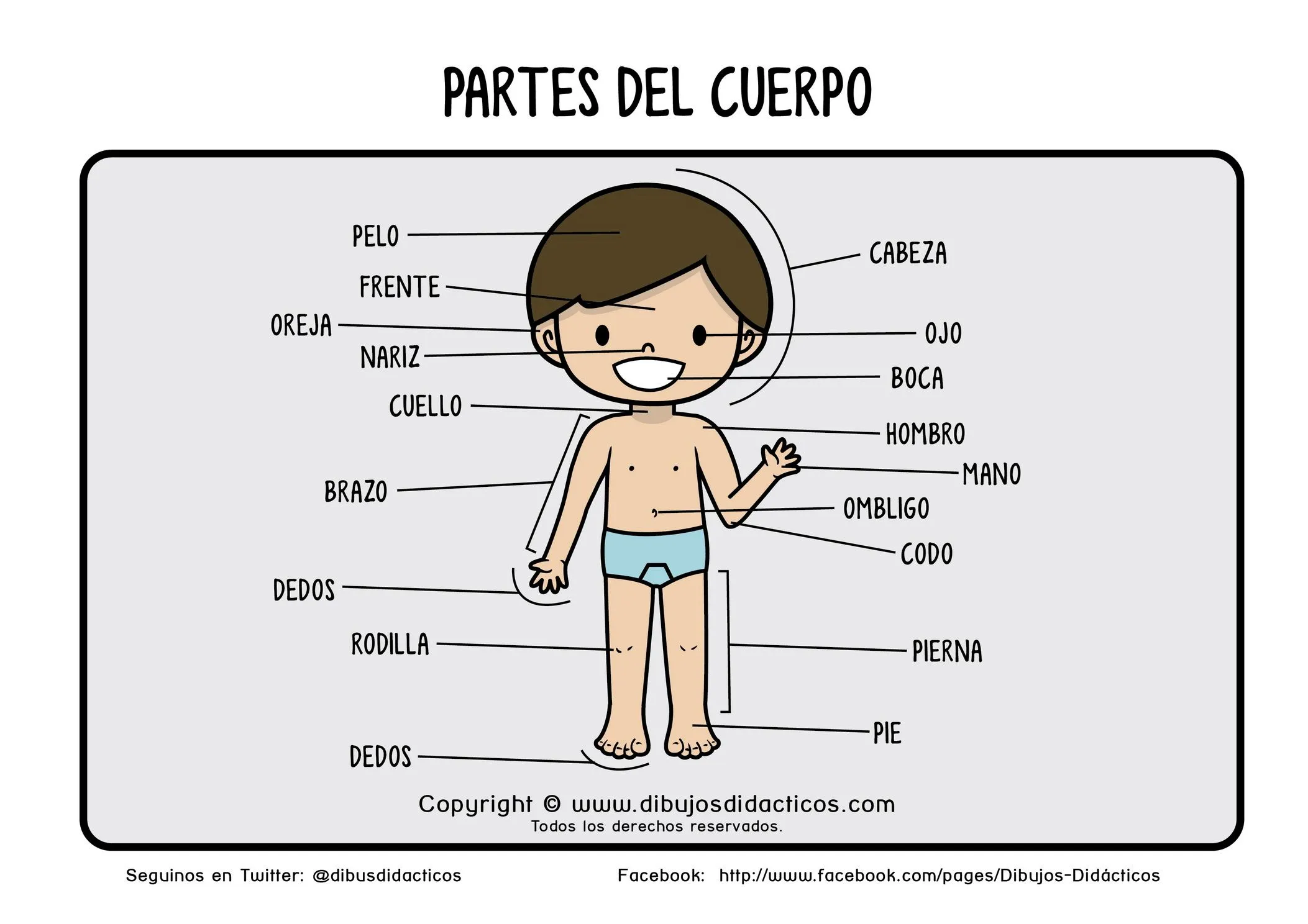 partes del cuerpo humano