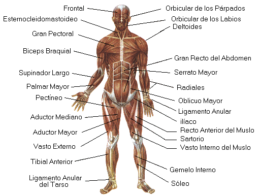 El cuerpo humano señalando las pates dl cuerpo en inglés - Imagui