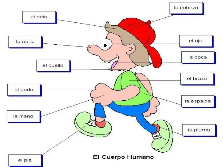 EL CUERPO HUMANO Y LOS SENTIDOS