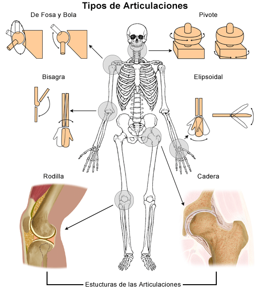 CUERPO HUMANO: SISTEMA ARTICULAR