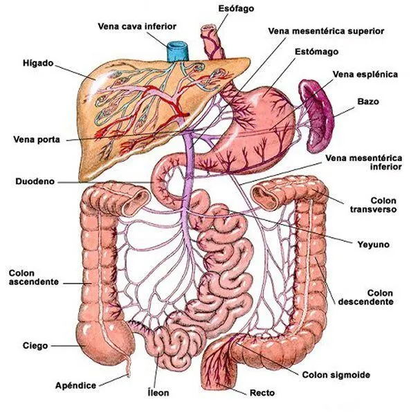 Dibujos del sistema digestivo - Imagui