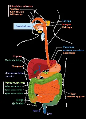 CUERPO HUMANO: SISTEMA DIGESTIVO