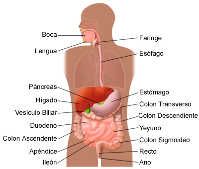 CUERPO HUMANO: SISTEMA DIGESTIVO