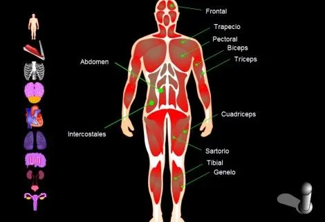 cuerpo humano | Segundo Y Tercer ciclo primaria (3º - 4º y 5º- 6º ...