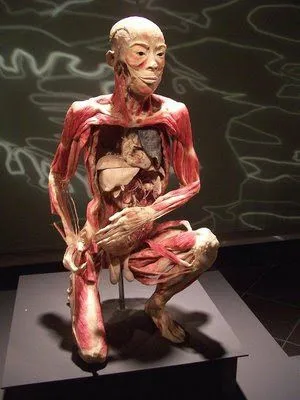 CUERPO HUMANO: VISITA LA EXPOSICION: EL CUERPO HUMANO: REAL Y EL ...