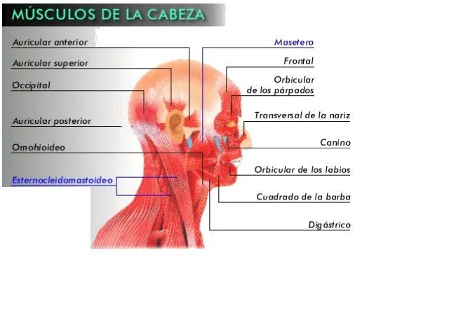 CUERPO (MUSCULOS DE LA CABEZA)