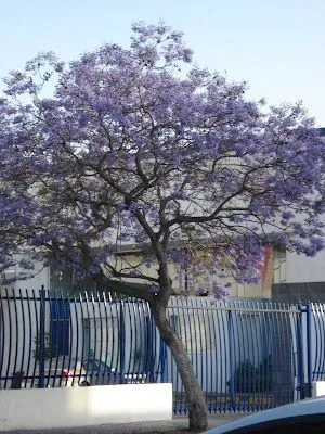 Cuervos En El Alambre.: Arbol