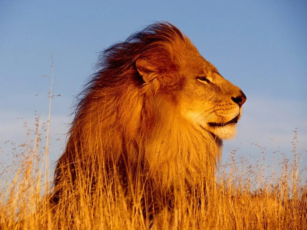 Cuida a los animales y A los libros: El León