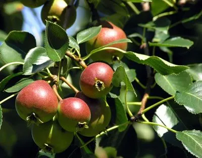 Cuida los árboles frutales - Arboles - Jardineria