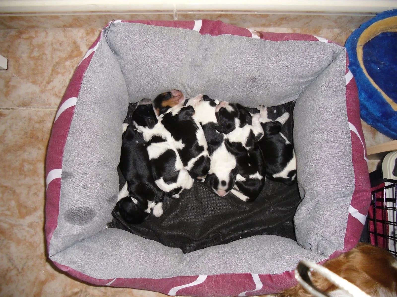 Cuida A Tu Cocker Spaniel Inglés: Mortalidad de cachorros recién ...