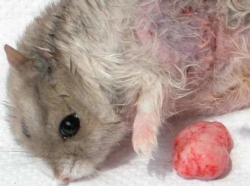 CuiDa a Tu HaMsteR: Problemas y enfermedades comunes de ...